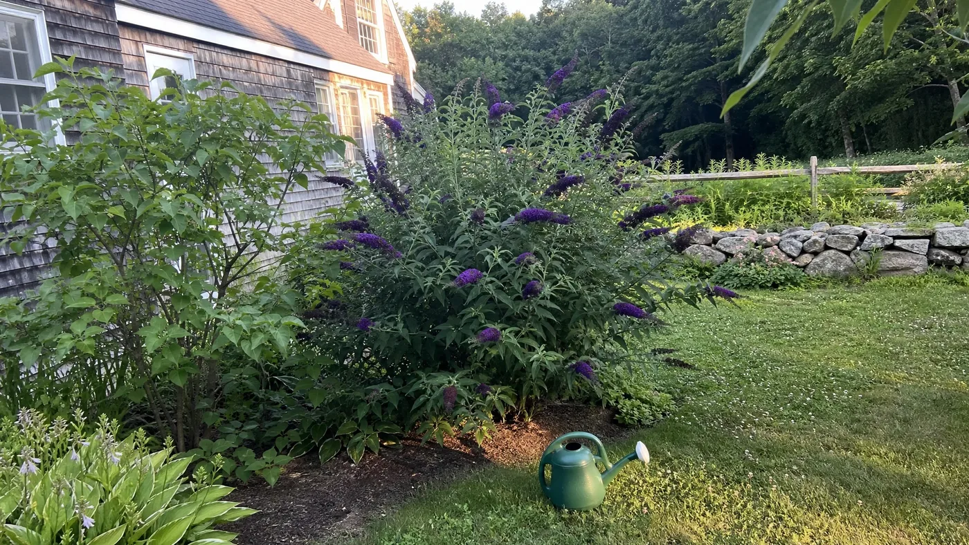 Black Knight Butterfly Bush vs Lilac: Which Shrub to Plant