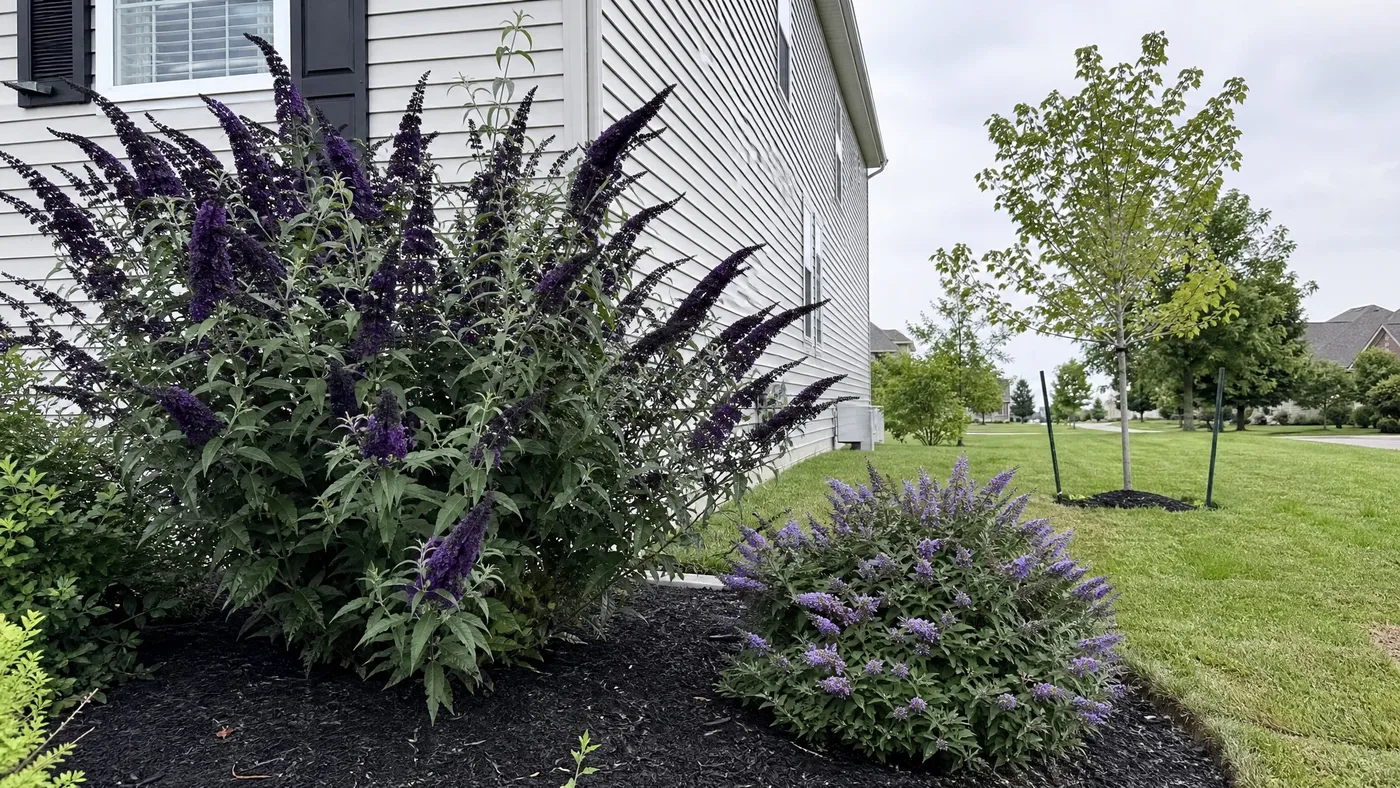Black Knight vs Miss Violet Butterfly Bush: Size and Color