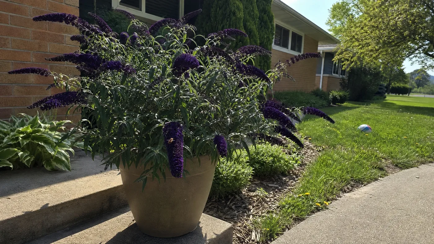 Black Knight vs Nanho Butterfly Bush: Size and Hardiness