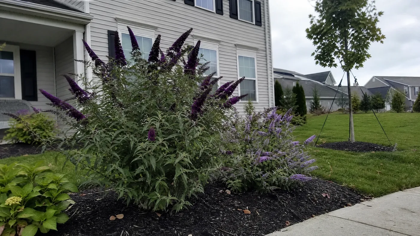 Butterfly Bush Varieties: How They Compare to Black Knight