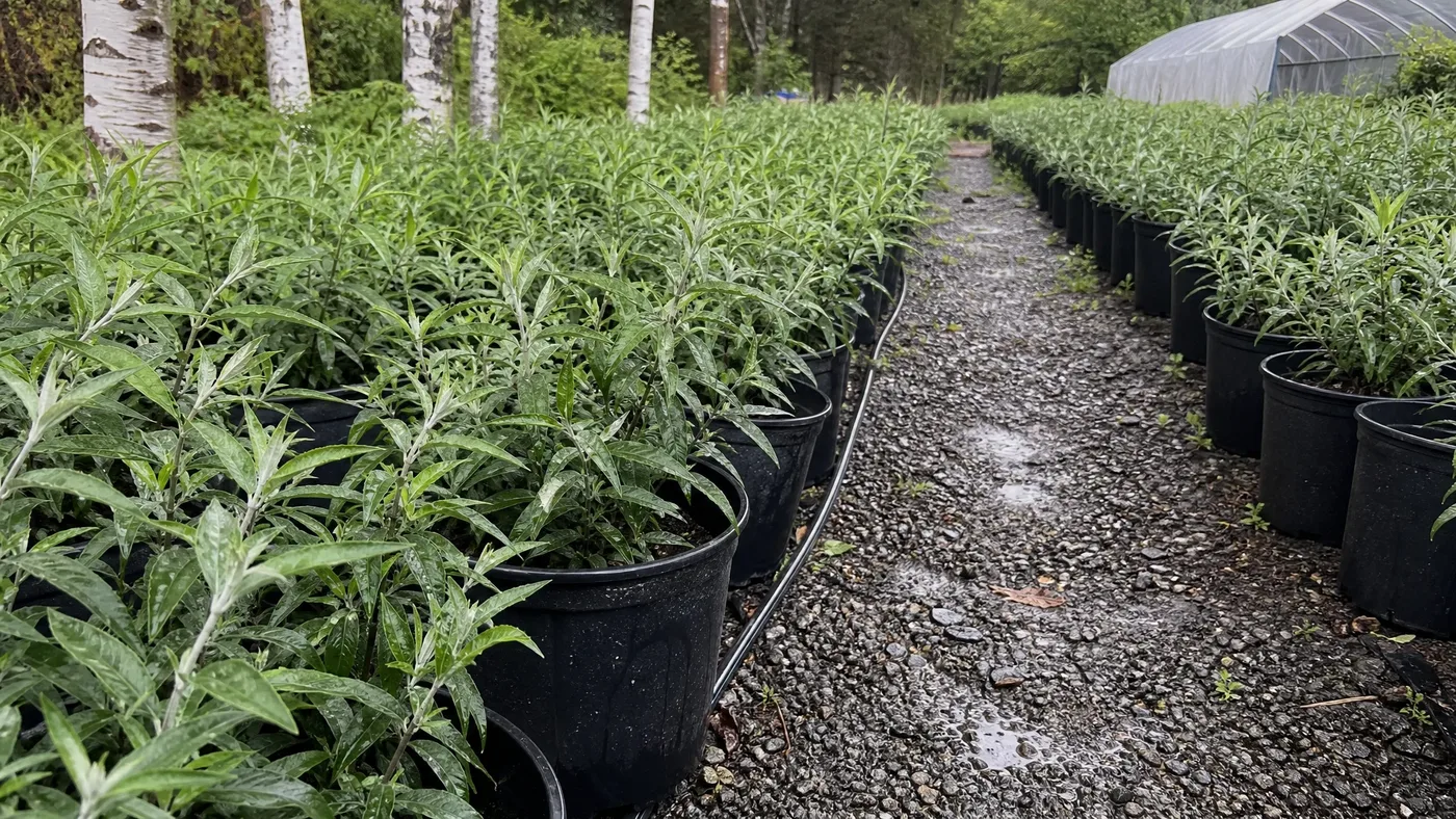 Can You Grow Black Knight Butterfly Bush From Seed?