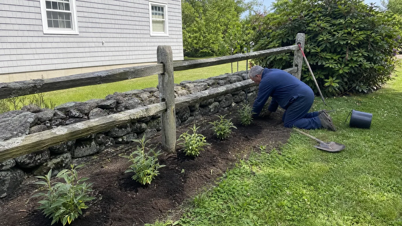 Growing Black Knight Butterfly Bush as a Hedge