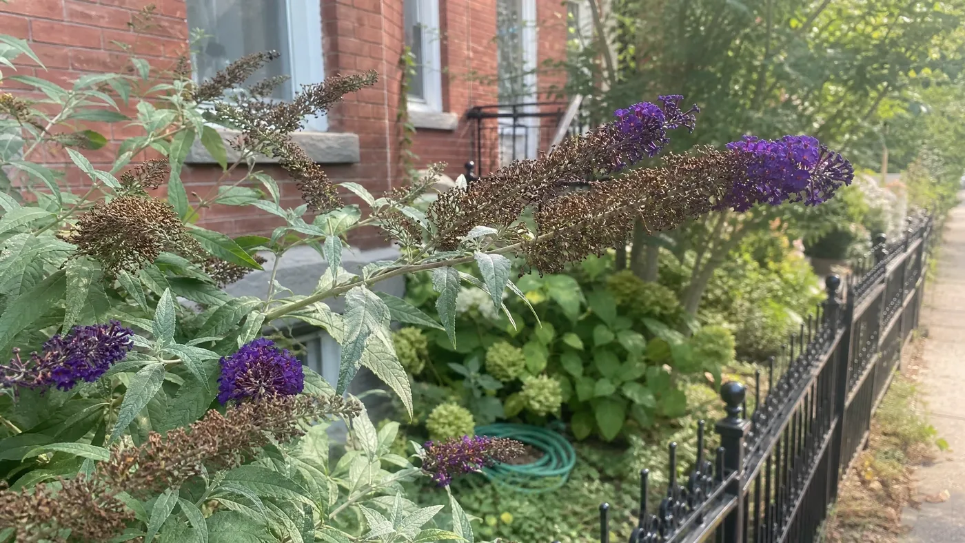 Is Black Knight Butterfly Bush Invasive? What to Know First