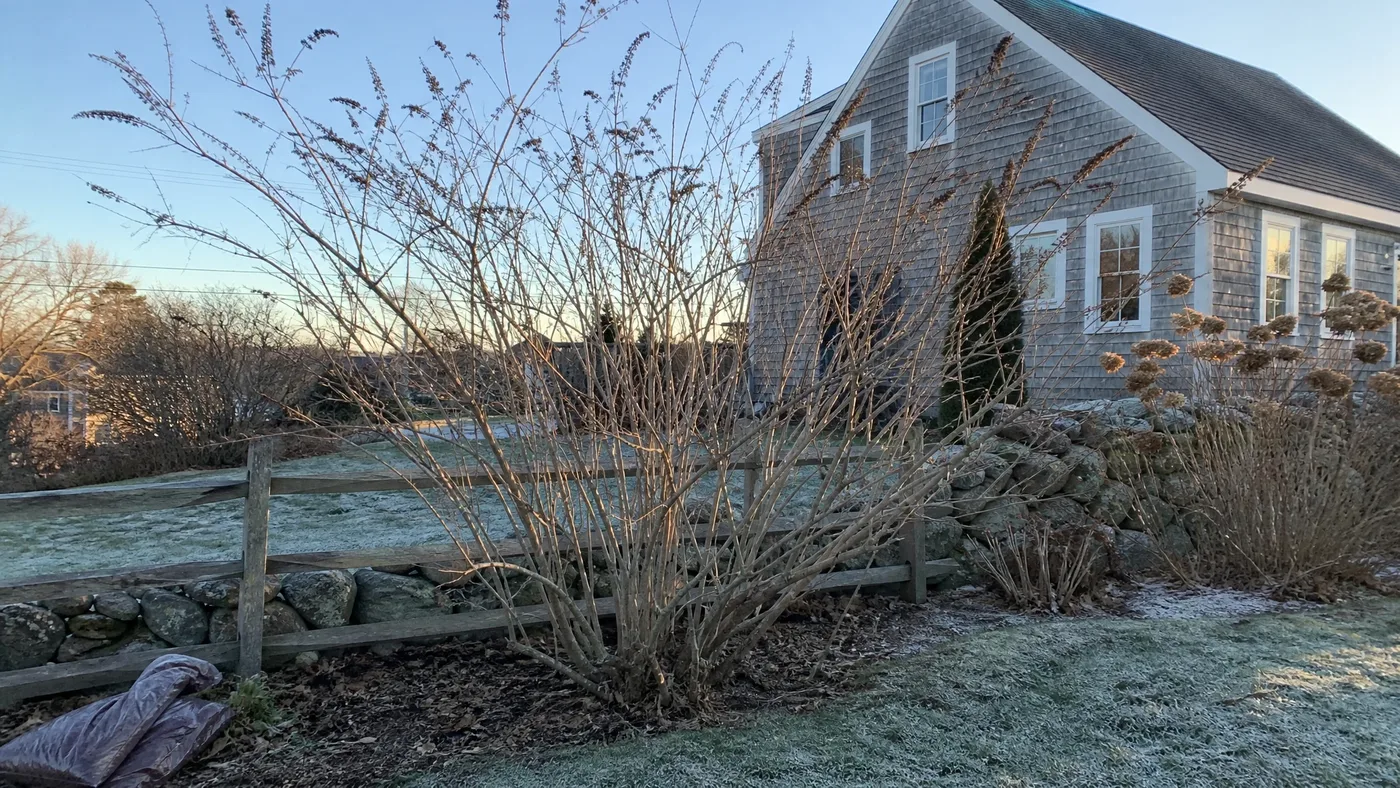 Is There a Dwarf Black Knight Butterfly Bush?
