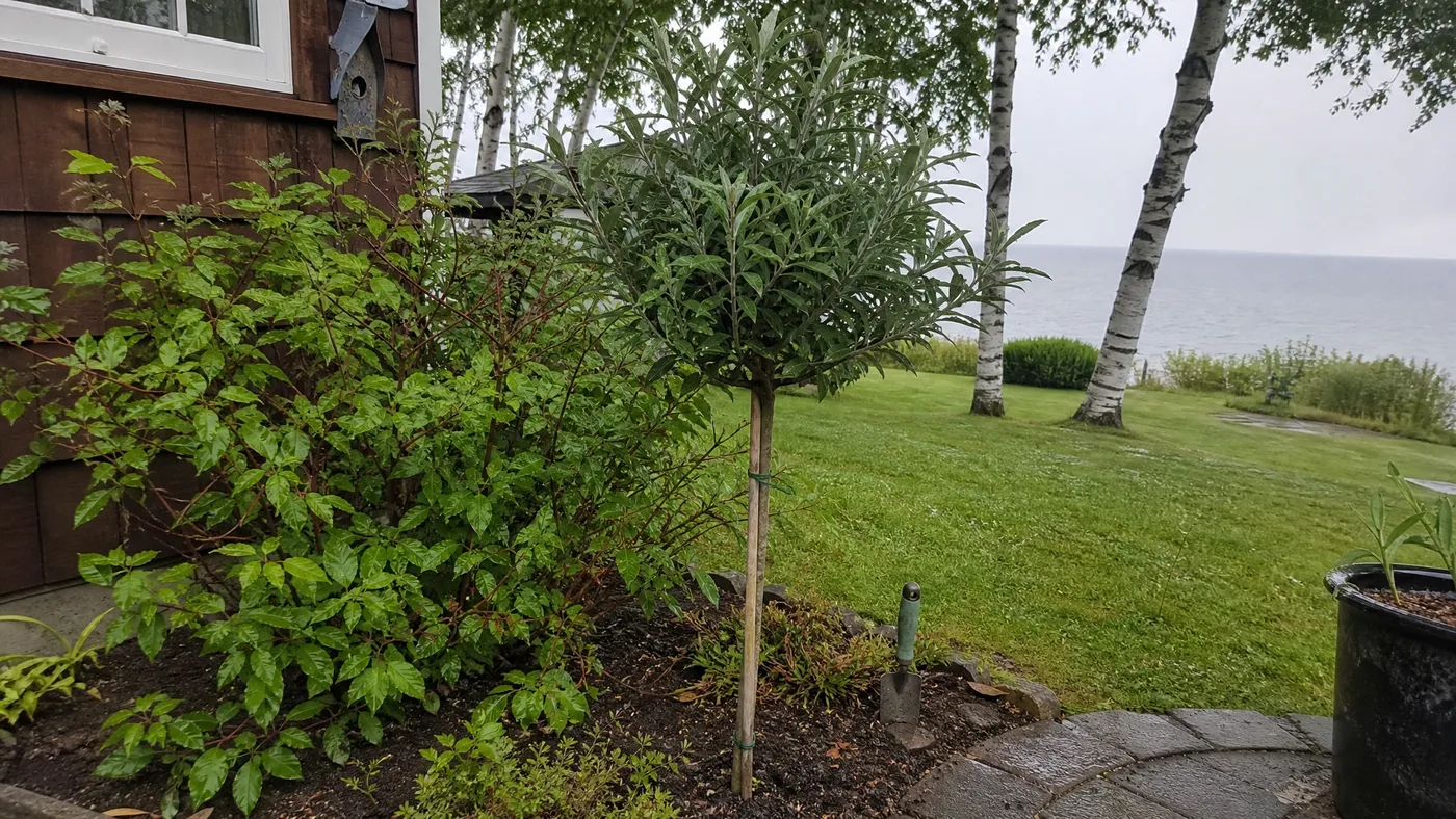 Training Black Knight Butterfly Bush Into a Tree Form